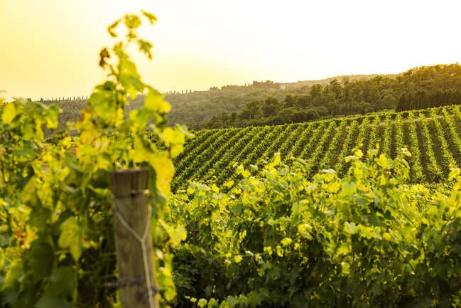vineyard